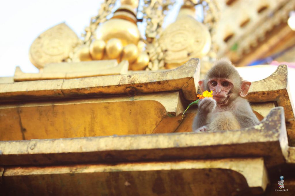 świątyni małp w katmandu